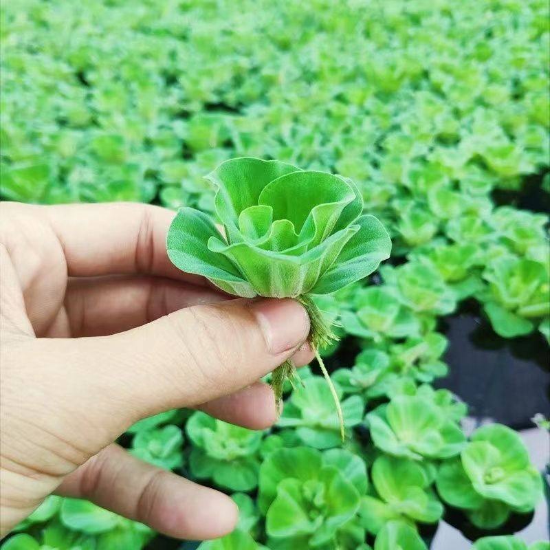 水芙蓉水草水生植物净化水质水葫芦植物池塘鱼缸造景水培浮萍养龟