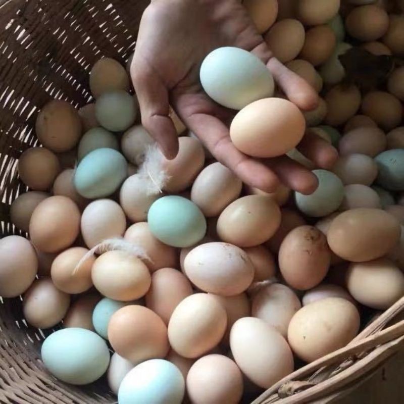 中通农家散养鸡蛋30枚农户散养跑山鸡粉壳蛋