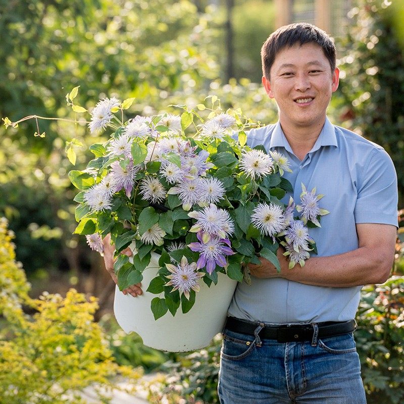 天狼 铁线莲爬藤乌托邦约瑟芬等庭院阳台盆栽花卉爬藤植物,鲜花速递/花卉仿真/绿植园艺,绣球/木绣球/木本植物,淘宝优惠券,粉丝福利购,淘宝优惠卷