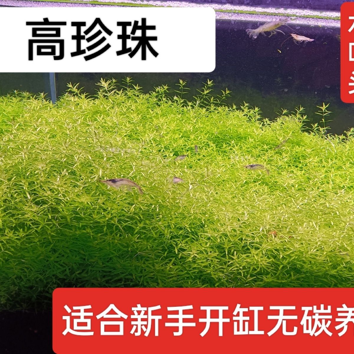 水草日本珍珠草高珍珠造景无需二氧化碳新手打头水草中景后景草