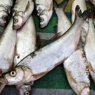 乌苏里江抚远产开江鱼淡水鱼小翘嘴白鱼岛子3斤-10斤顺丰包邮