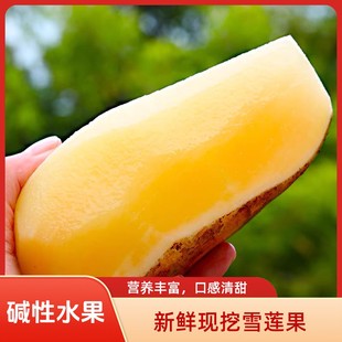 碱性水果云南高原山红泥沙雪莲果新鲜黄心应季碱性低糖水果包邮