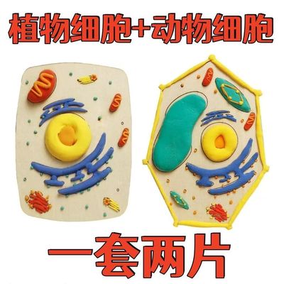 动物细胞模型成品生物动植物真核细胞模型初高中手工diy动物植物
