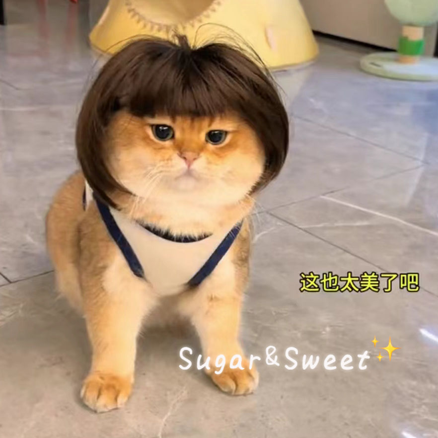 猫咪假发宠物猫咪假发波波头齐刘海金三柜同款头套狗狗抖音网红搞