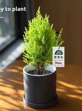 【轻松树】办公室绿植小香松放轻松打工摆件礼物情侣惊喜闺蜜