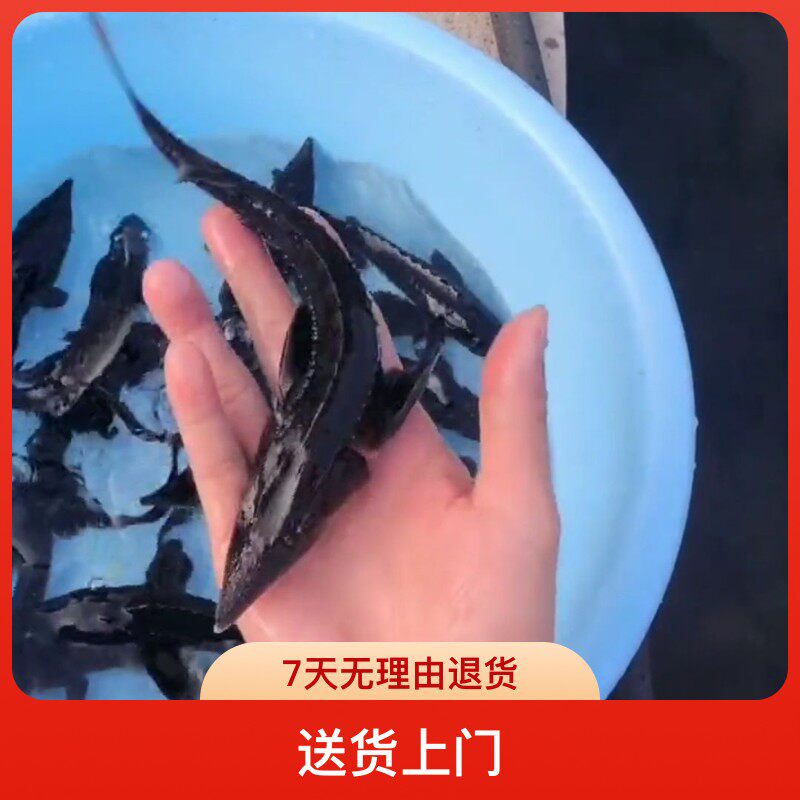 鲟鱼苗冷水鱼淡水鱼鲜活鱼观赏鱼鱼