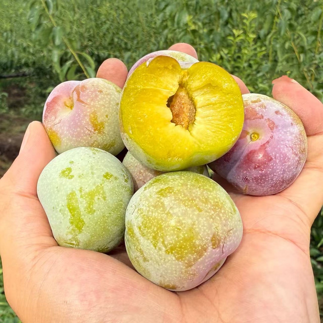 顺丰四川高山脆红李脆甜脱骨李新鲜水果4.5红脆李子y