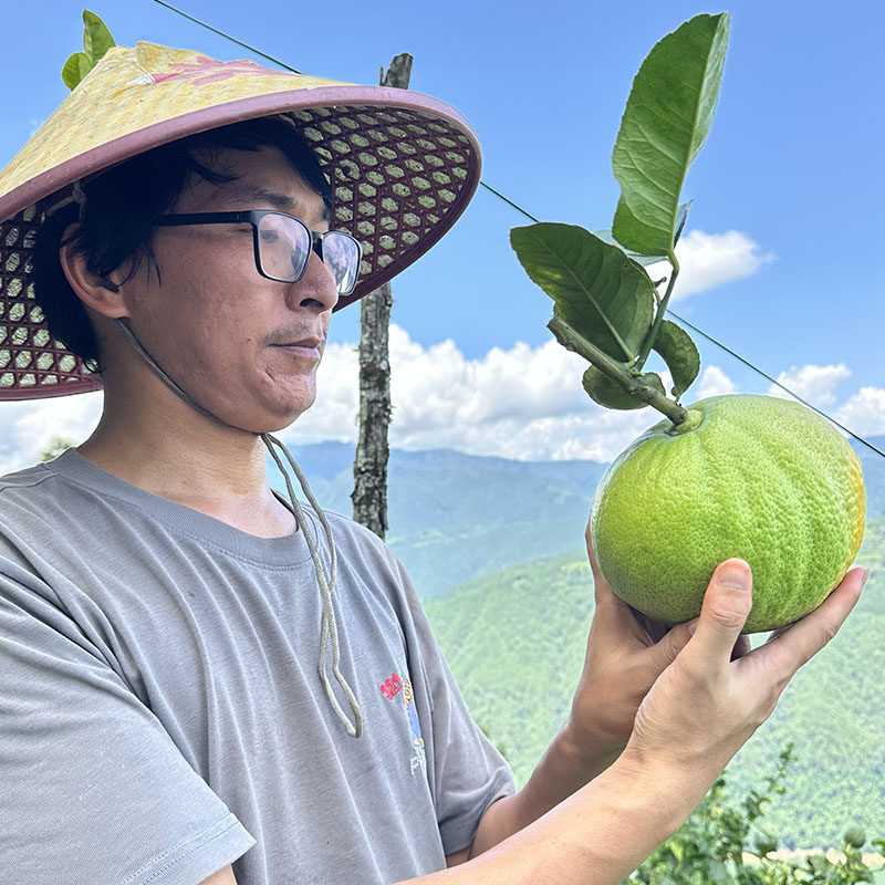 [绿溪创农]云南水果香橼新鲜水果甜供摆件闻香摘天然香薰观赏摆件,水产肉类/新鲜蔬果/熟食,水果礼盒/水果组合,淘宝优惠券,粉丝福利购,淘宝优惠卷