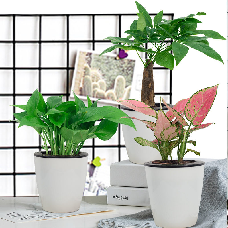 虎皮兰小盆栽绿萝文竹网红水培易活植物室内绿植办公室桌面好养花