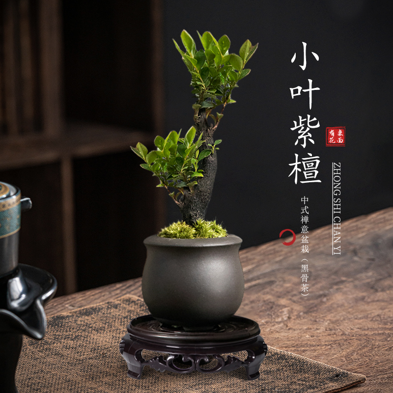 小叶紫檀盆景树苗花卉禅意盆栽造景客厅办公室绿植物桌面好养四季