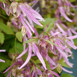 宿根风铃草 紫斑/粉章鱼/黄二重/红衣/萤袋 11cm口径盆