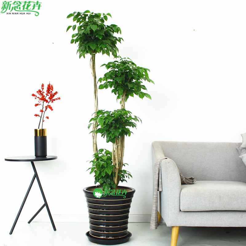 幸福树客厅大盆栽室内植物净化空气吸甲醛办公室绿植三层绿宝树