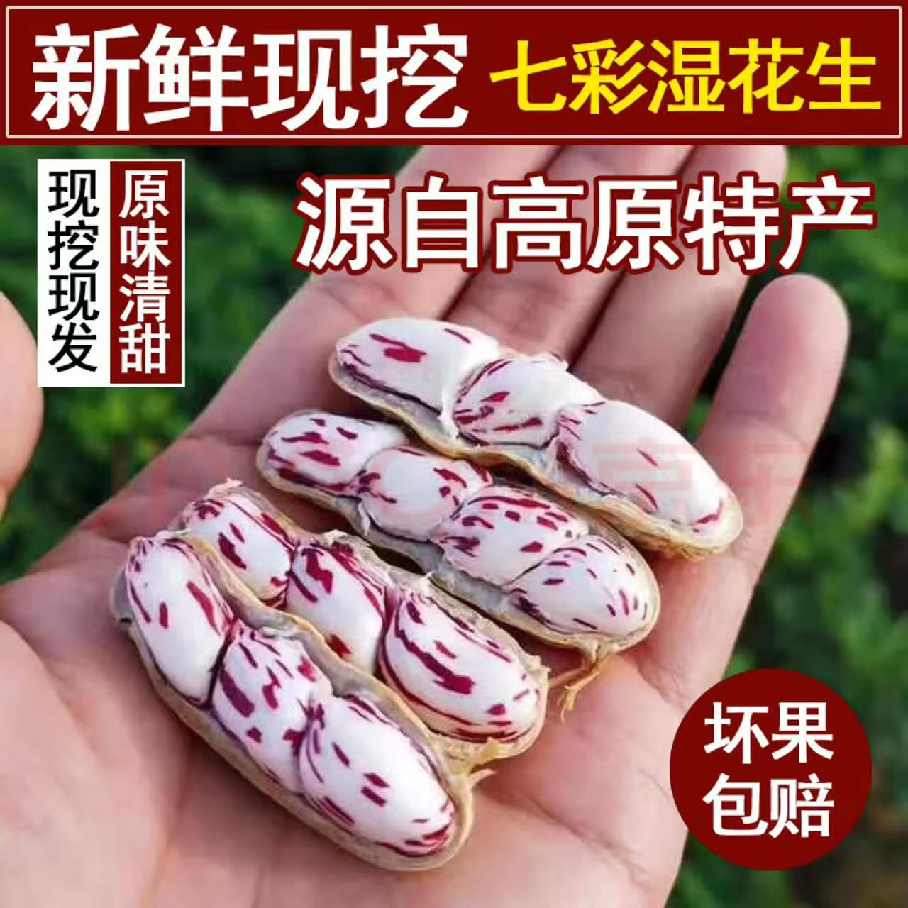 2025现挖新鲜七彩花生云南