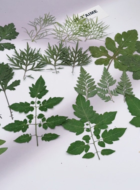 混合压花叶子标本多种干叶片组合押花DIY滴胶手机壳手工叶子材料