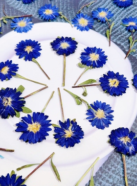 重瓣迷你菊侧压带枝干花材