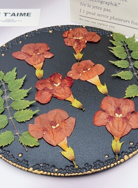 凌霄花叶压花标本复古棕红色喇叭花滴胶耳环手账装饰干花材料