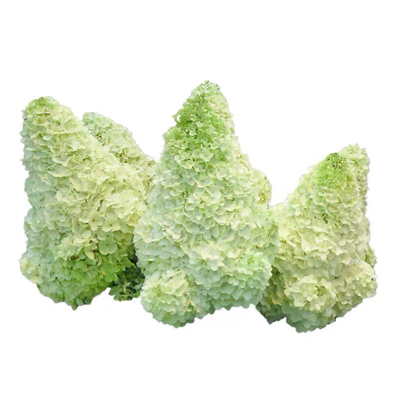 石灰灯圆锥绣球苗盆栽大花乔木绣球耐寒耐晒庭院地栽花卉绿植