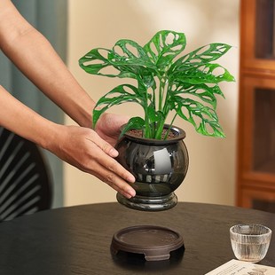 水培仙洞龟背竹盆栽阳台客厅四季好养植物办公室桌面室内绿植盆景