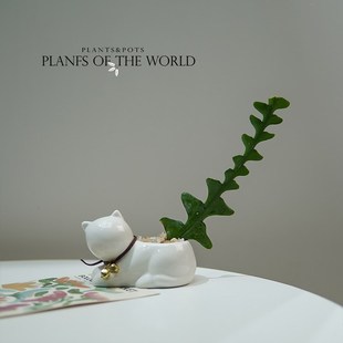 绿色捕手 鱼骨令箭植物盆栽 创意绿植 耐旱耐阴 锯齿昙花仙人掌科