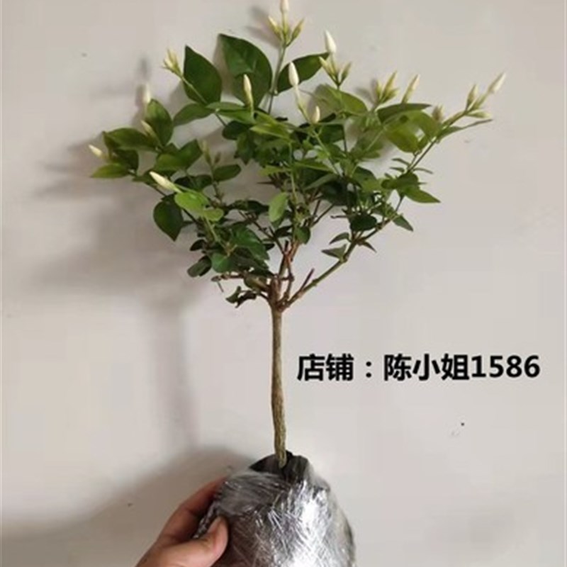 单瓣笔尖茉莉花独杆型茉莉苗盆栽室内室外浓香植物开花带花苞