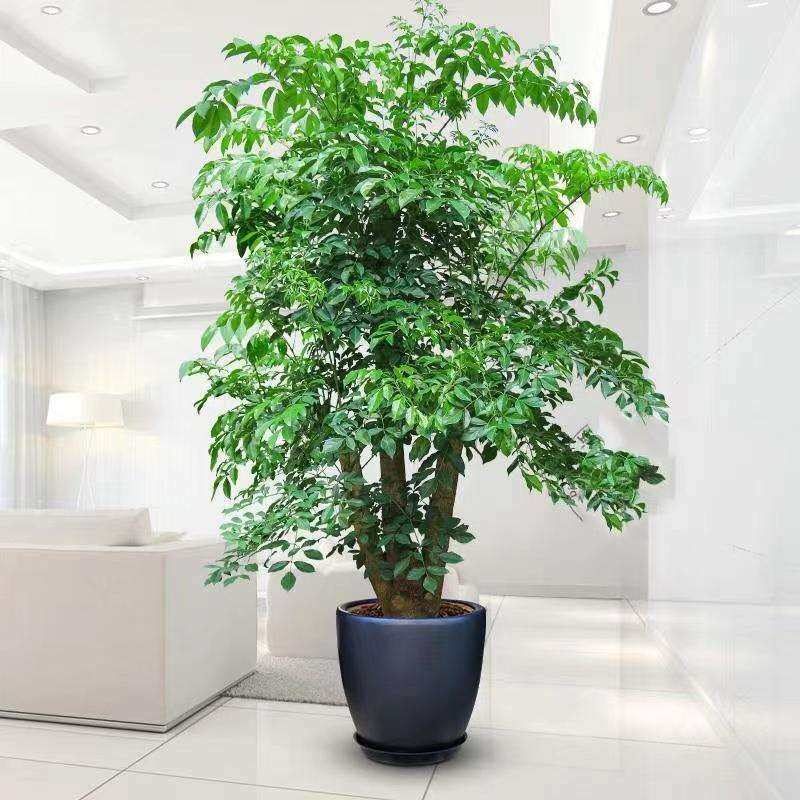 幸福树发财树绿宝室内大型绿植盆栽招财树好养成品组合盆栽四季青