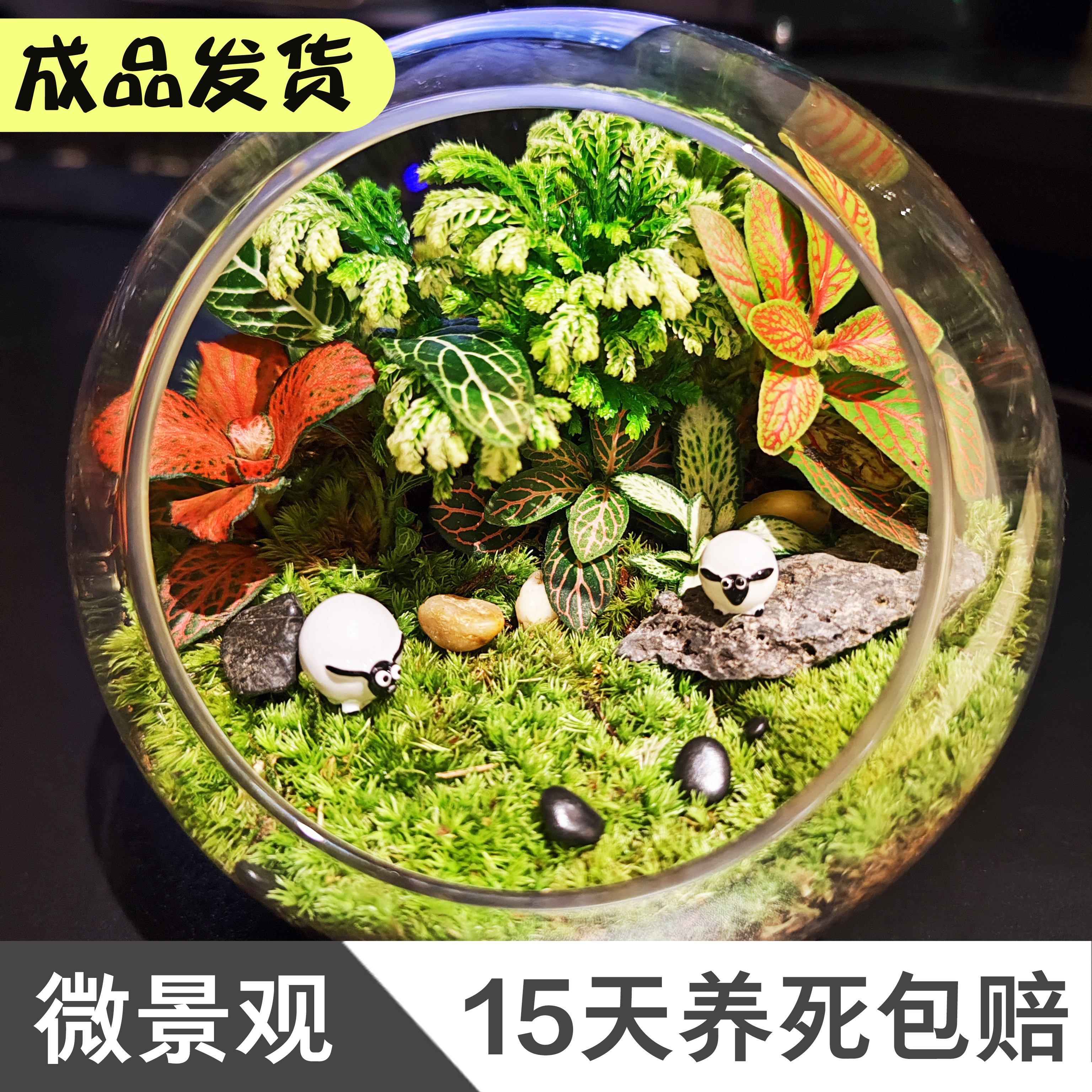 微景观生态瓶成品DIY材料玻璃苔藓创意植物造景全套桌面摆件大号
