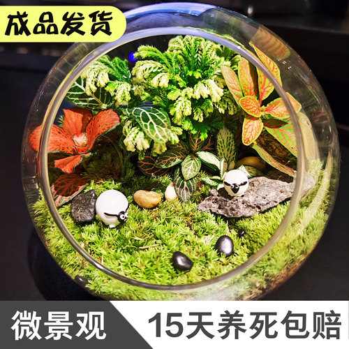 微景观成品桌面摆件好物送礼自用