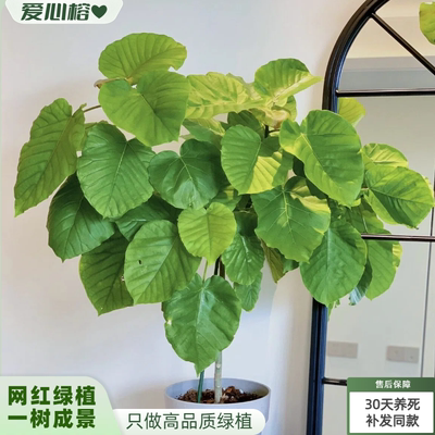 北欧高颜值好养爱心榕盆栽