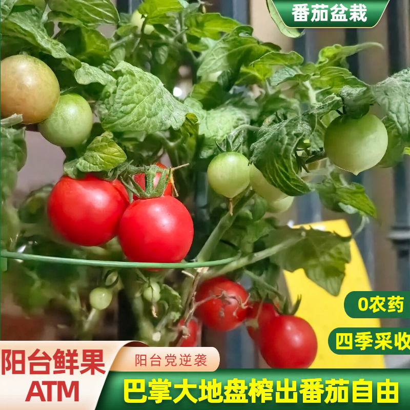 【养死补发】矮生四季小番茄盆栽图片