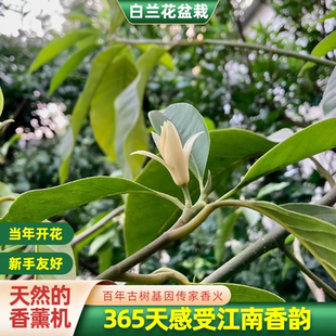 白兰花盆栽白玉兰树苗黄角兰带花苞浓香型花卉植物阳台好养活四季