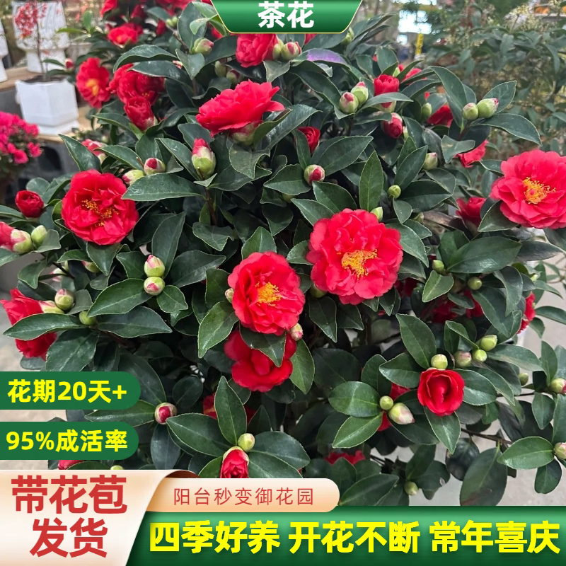 【30天养死包补发】精品茶花盆栽