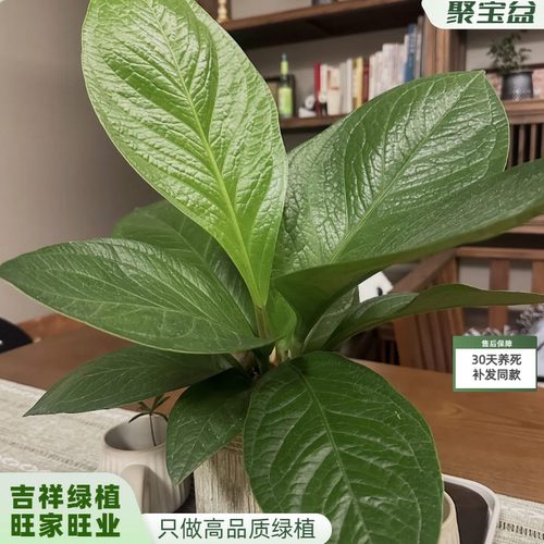 聚宝盆鸟巢花烛旺宅好养绿植