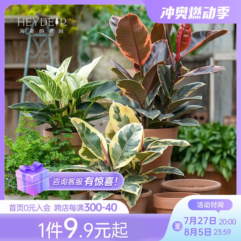 海蒂的花园橡皮树秋海棠红掌绿植盆栽室内客厅桌面办公室观叶