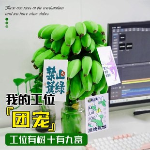 禁止焦虑香蕉水培新鲜可食用办公室桌面插花摆件菠萝观赏芭蕉绿植