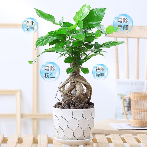 提根幸福树盆栽室内客厅观赏植物绿宝盆景四季常青好养易活花卉