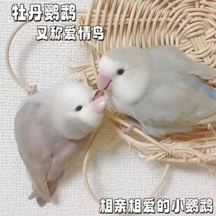 高端特色牡丹鹦鹉雏鸟活鸟适合手养的宠物亲人粘人活泼听话好喂养