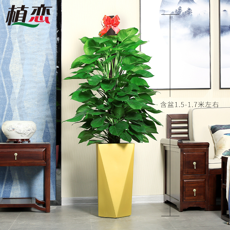 大叶绿萝柱室内大型盆栽绿植盆景净化空气去除甲醛办公室客厅好养