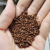 画眉鸟食饲料 手工凯里提性壮嫖上火打彩生鸟熟鸟鸟食鸟粮500克