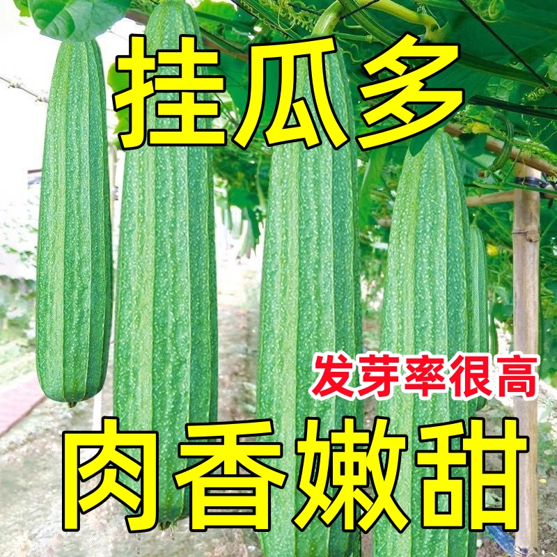 农科院泰优8号花点丝瓜种籽子高产大肉棱角丝瓜子种蔬菜种孑种子