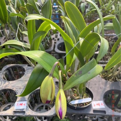 卡特兰玉娇龙原盆连体带花苞室内室办公室外洋兰花卉绿植鲜花盆栽