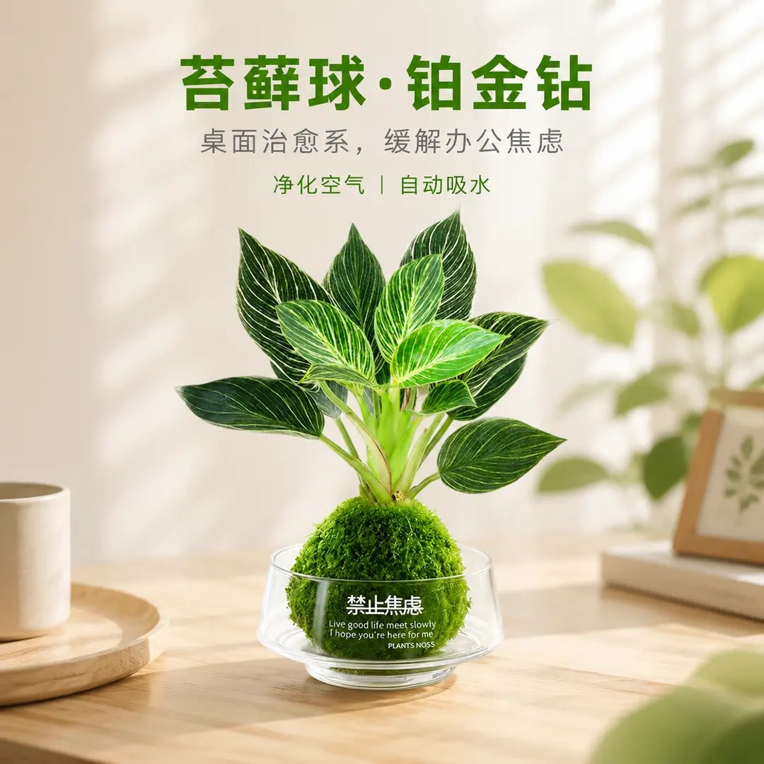 铂金钻水培苔藓球生命树桌面盆栽好养盆景室内办公室客厅绿植