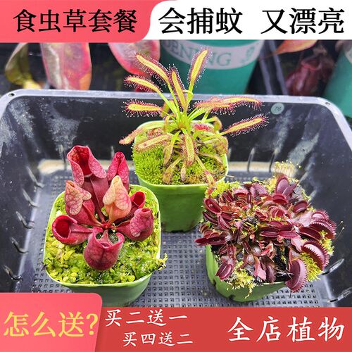 新套餐组合茅膏菜食虫草食虫植物捕蚊虫驱蚊草捕蝇草猪笼草捕虫堇
