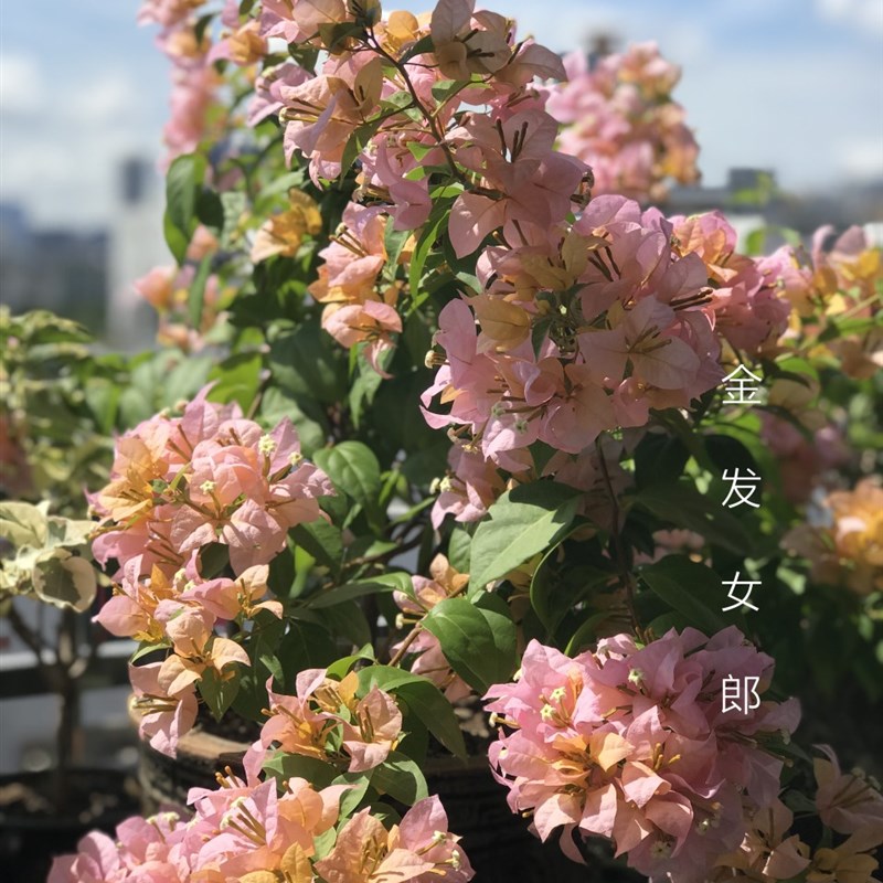 三角梅 金发女郎 扦插 带盆小苗 庭院 攀爬