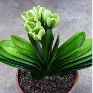 盆栽兰花苗 黄花君子兰苗 白花君子兰苗 盆栽花卉 绿花君子兰盆栽