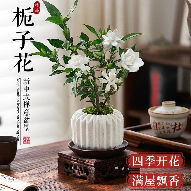 小叶栀子花盆栽四季开花植物办公室内桌面好养花卉小绿植中式盆景