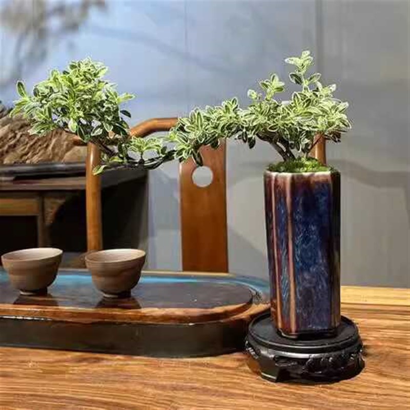 金边六月雪室内办公桌绿植桌面造型微小盆景盆栽开花植物