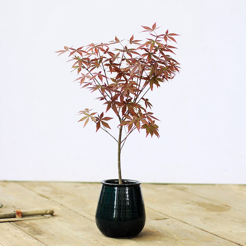 实生红枫桌面枫树禅意中式书房办公桌茶室盆栽文人创意盆景绿植