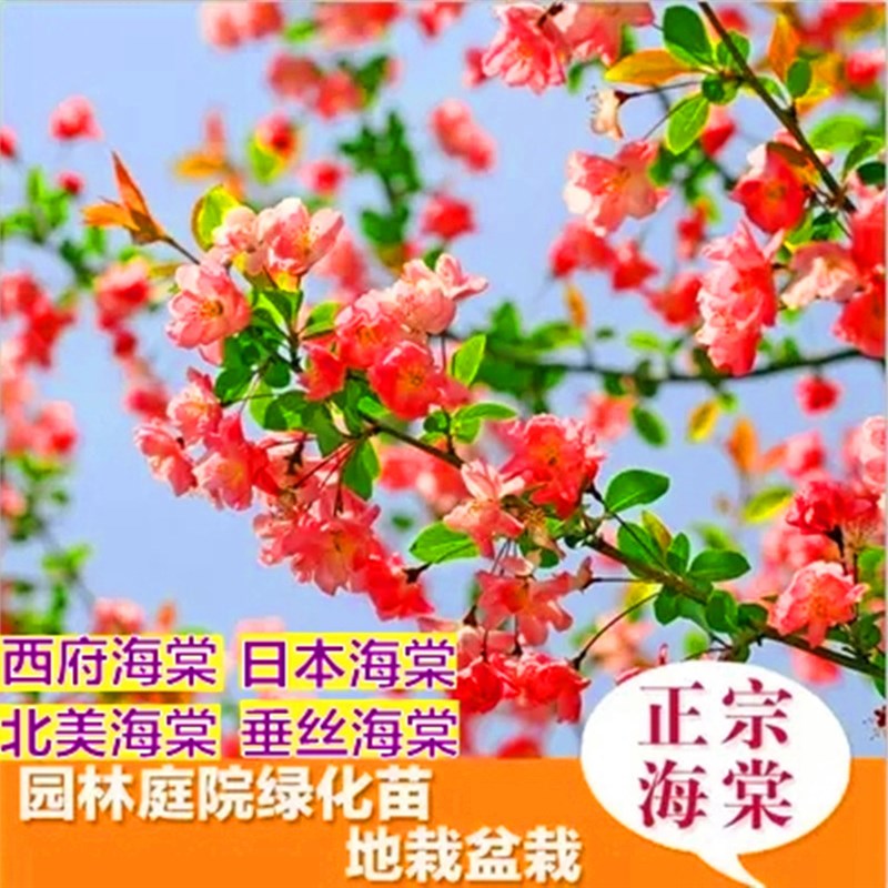 直销高杆西府海棠垂丝海棠北美海棠树苗海棠花苗庭院种植绿化苗木
