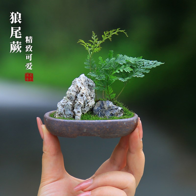 迷你狼尾蕨盆栽雨林缸蕨微景观桌面小绿植室内好养桌面蕨类植物