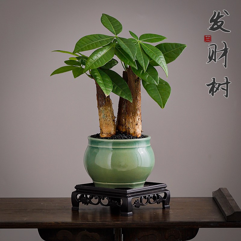 发财树盆栽办公室内桌面小盆景大发财树苗四季好养活招财花卉绿植